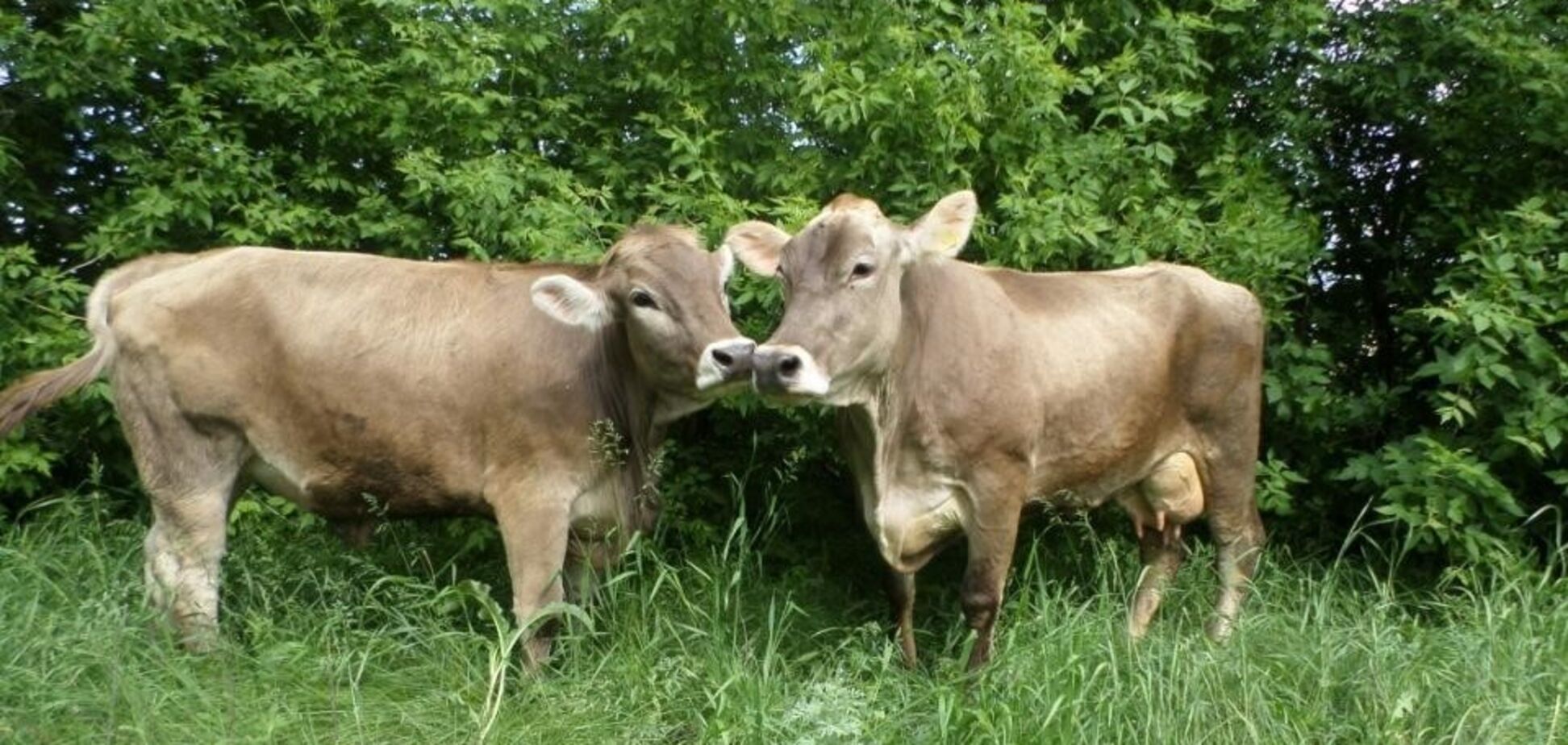 В 'Укрлендфарминг' предложили решение проблемы с дорогими кормами для животноводства