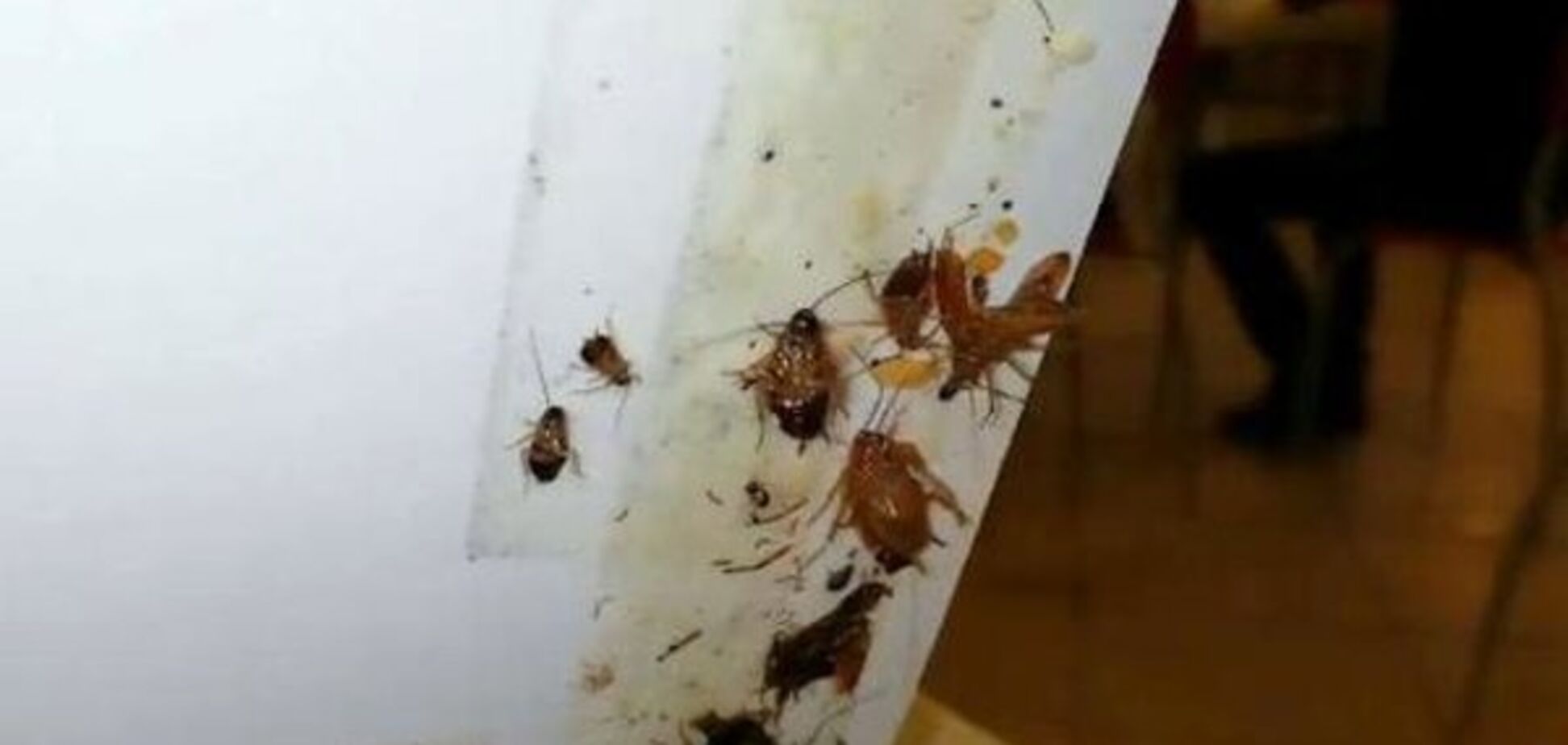 Тараканы в лапше: стало известно о судьбе скандального кафе в Киеве