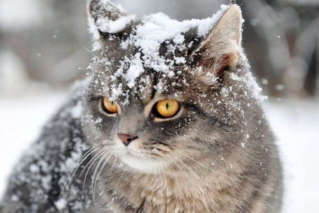 Какой будет зима в Украине: синоптик дала подробный прогноз