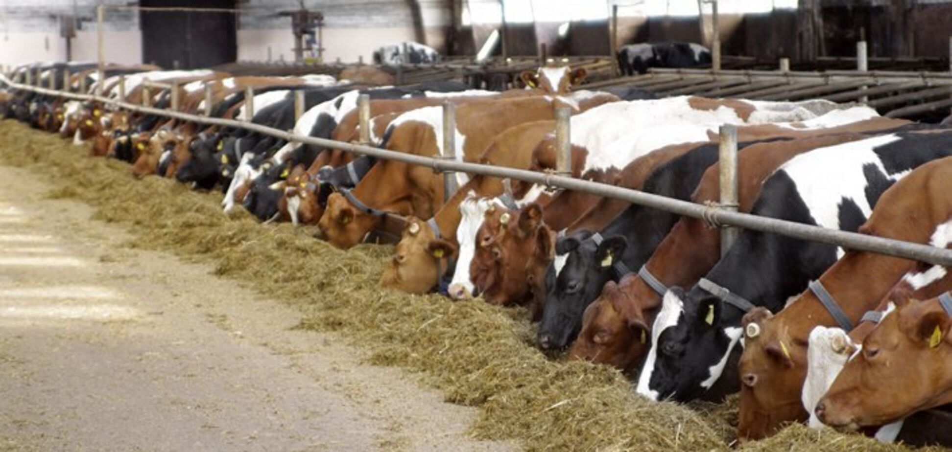 'Укрлендфармінг' Бахматюка створить тваринницький кластер