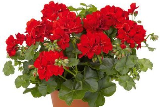 Вчені назвали кімнатні рослини, які покращують здоров'я