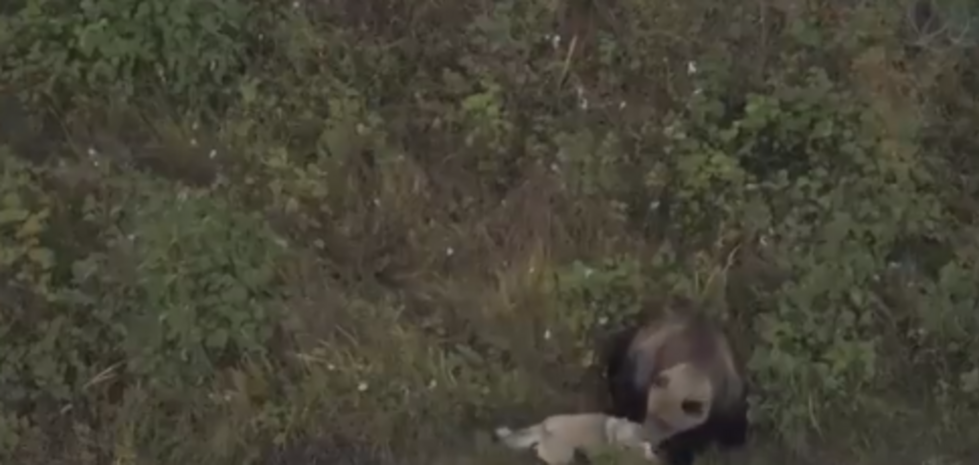 Відмовилася полювати: з'явилося зворушливе відео дружби лайки і сім'ї ведмедів