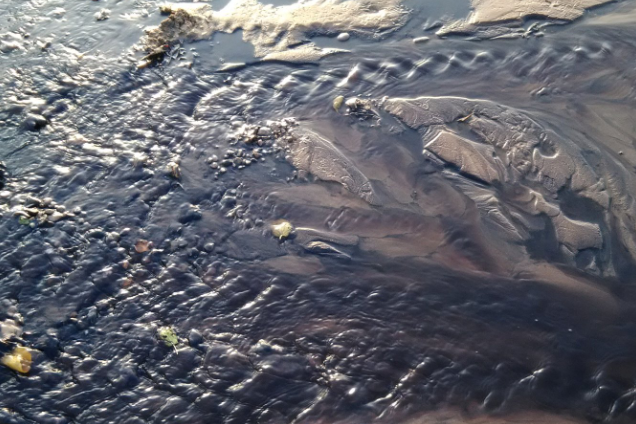 Фиолетовое море и вонь: в Крыму заговорили о новой экологической катастрофе