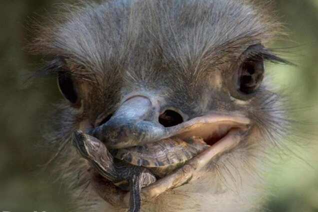 Премия ''Страуса'': Билозир спереди и сзади, райский Путин и ''Заря'' без Роналду