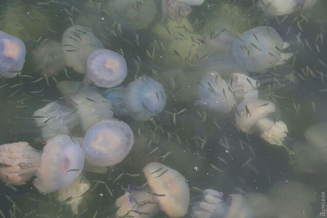 В Одесі помітили навалу медуз: лякаючі фото