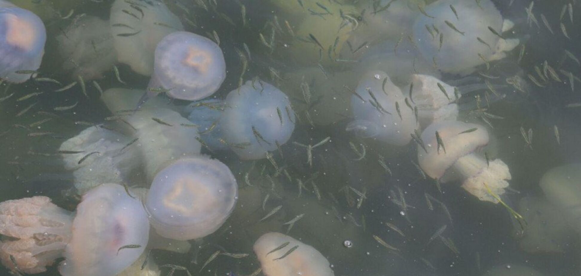 В Одессе заметили нашествие медуз: пугающие фото