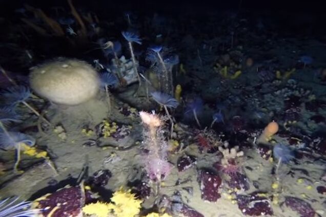 В океане впервые сняли на видео необычного глубоководного ''монстра''
