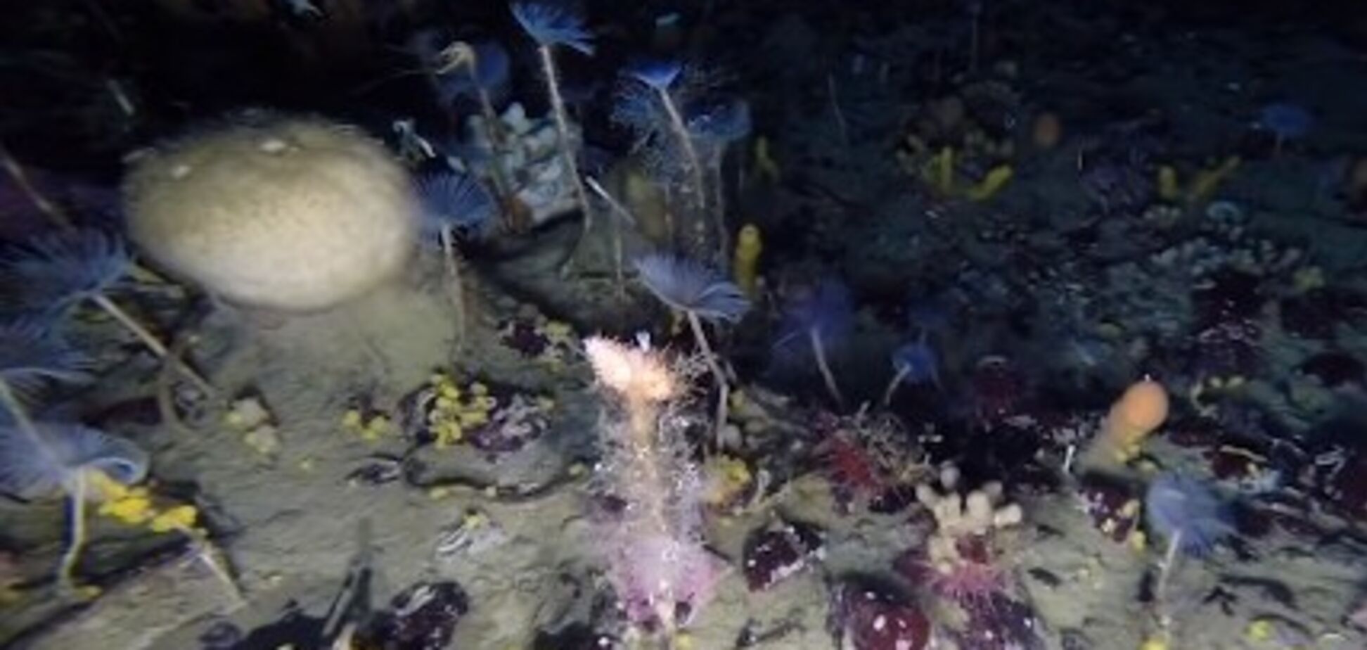 В океане впервые сняли на видео необычного глубоководного ''монстра''