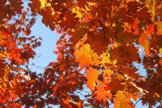 Парки та сквери осіннього Житомира: у мережі з'явилися барвисті фото