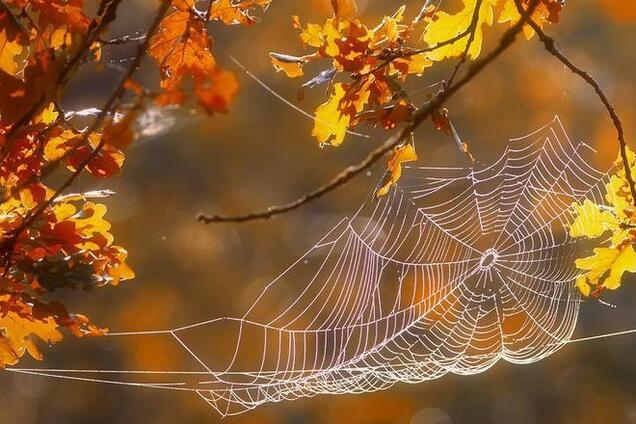 Ще одне 'бабине літо': синоптики дали несподіваний прогноз в Україні