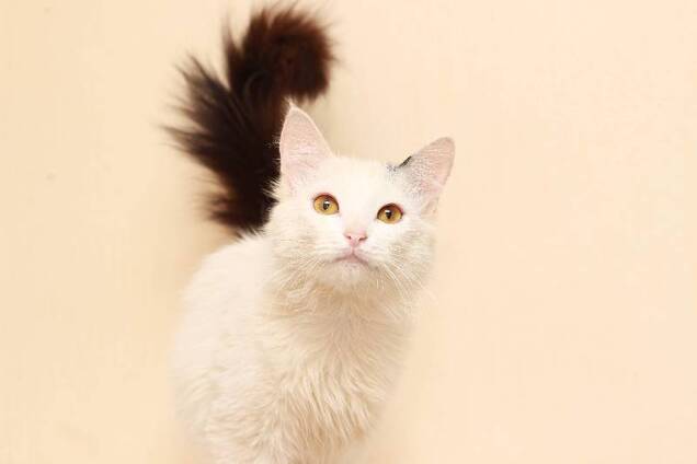 Друг бесплатно: 4 котика Днепра, которые ищут дом