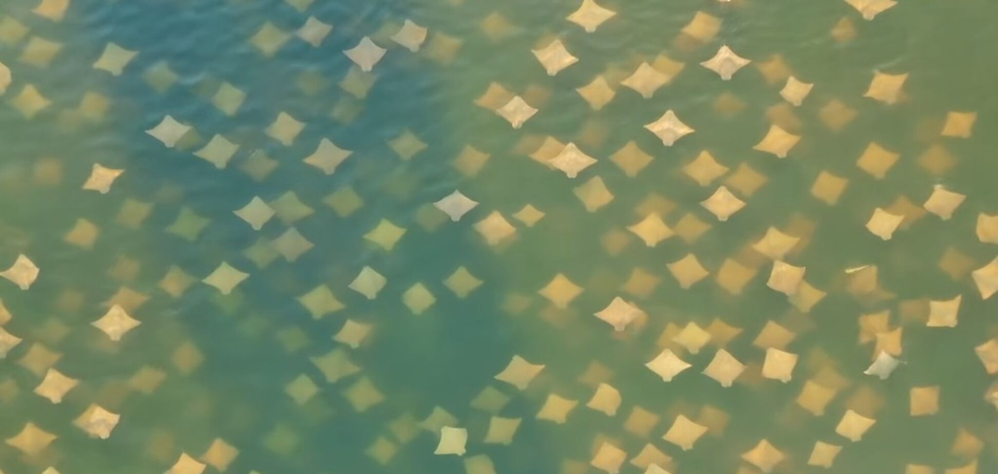 У США помітили тисячі скатів: яскраве відео