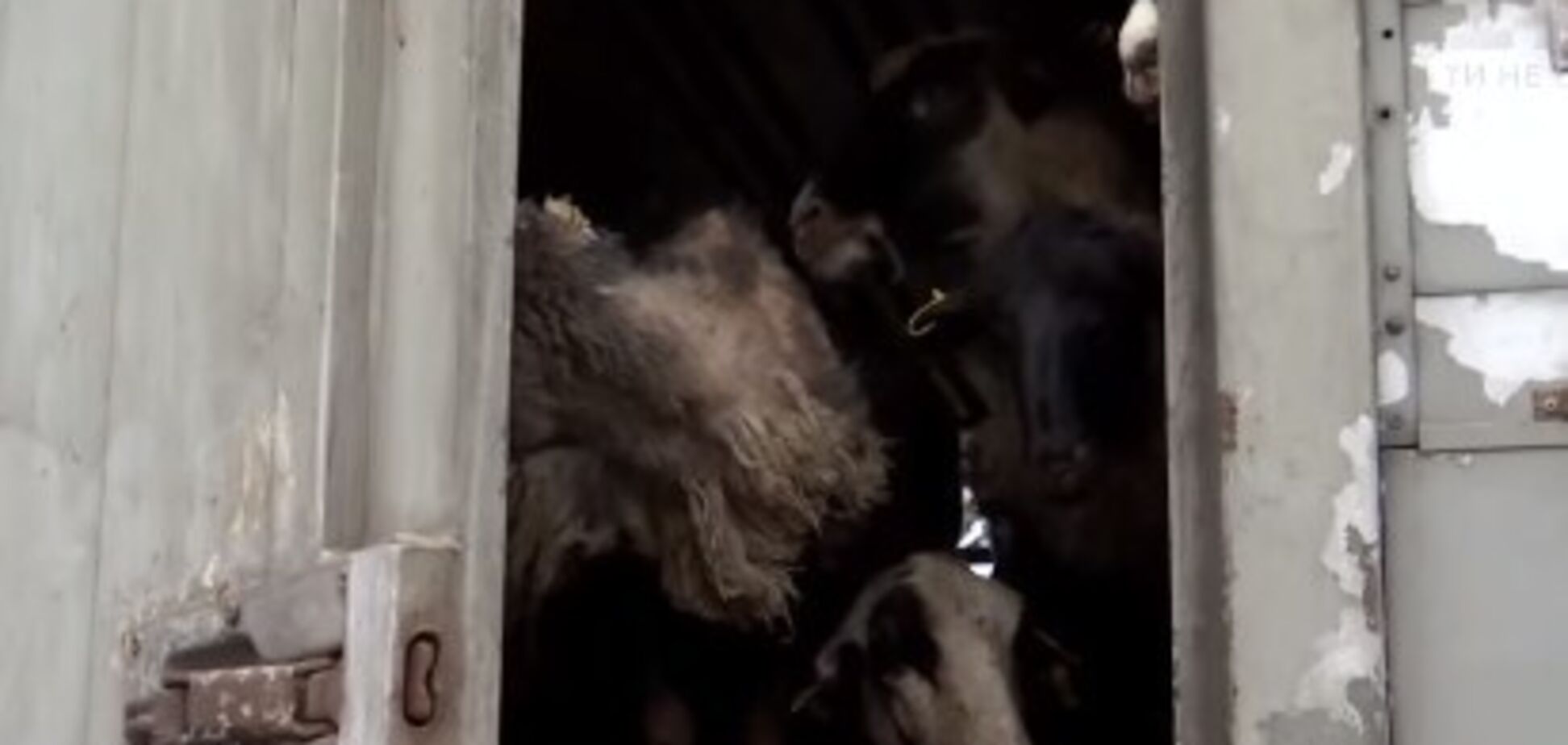 ''Живые стоят на трупах'': в порту Одесщины из-за бюрократии умирают сотни овец