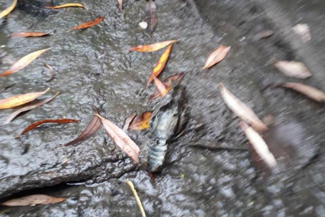 'Бьют тревогу': сеть взволновала угроза экологической катастрофы на Львовщине