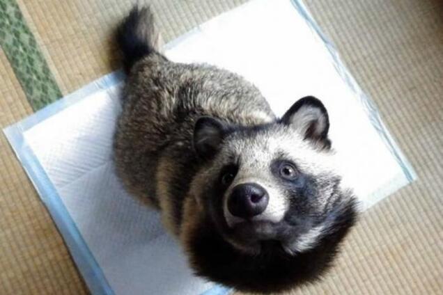 В Японии мужчина спас странных животных, приняв их за котят