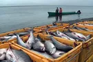 Почему Украина до сих пор делит рыбу с Россией?