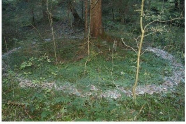 ''Духи водят хороводы'': в Крыму сделали загадочную фотографию в лесу