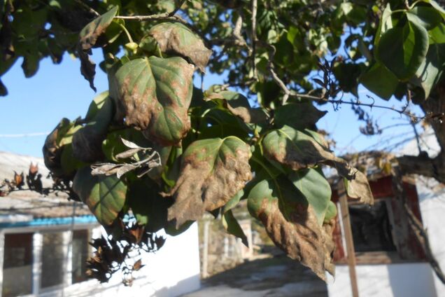 ''Подхимичило Армянском'': курорт Крыма запаниковал из-за выбросов