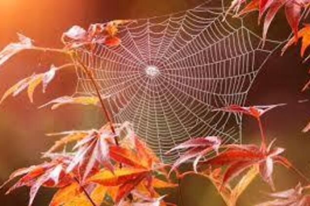 Когда закончится 'бабье лето': синоптик рассказал о похолодании в Украине