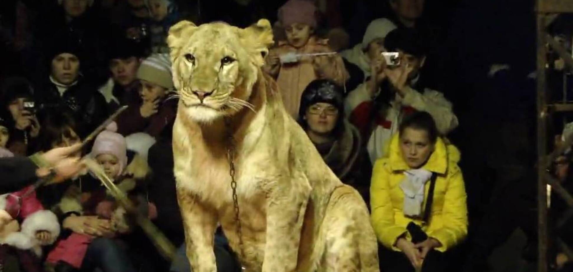 У Росії левиця вчепилася в обличчя 4-річній дівчинці: опубліковано страшне відео
