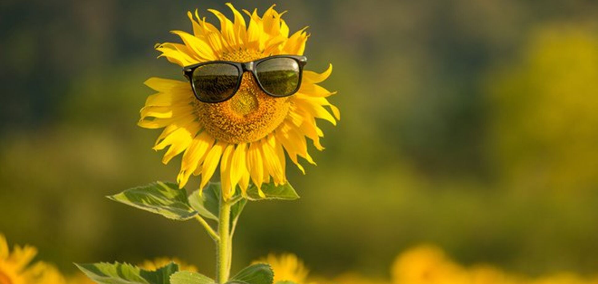 Тепло повертається: синоптики уточнили прогноз погоди в Україні