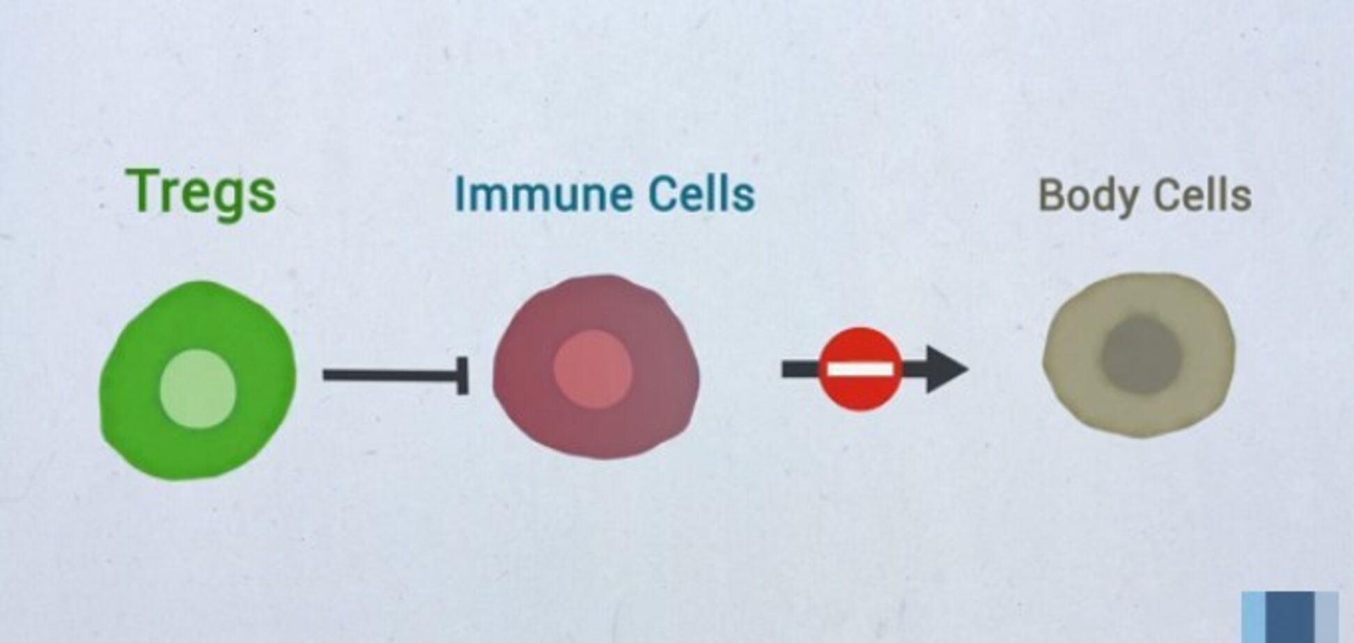 Помогает иммунитету: назван новый способ борьбы с раком 