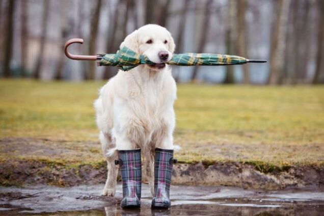 Дождь сменит снег: синоптики уточнили прогноз по похолоданию в Украине
