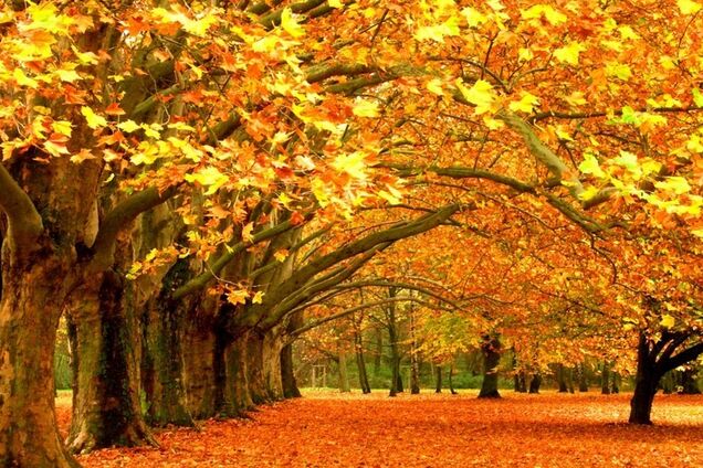 Накриє антициклон: з'явився уточнений прогноз по Україні