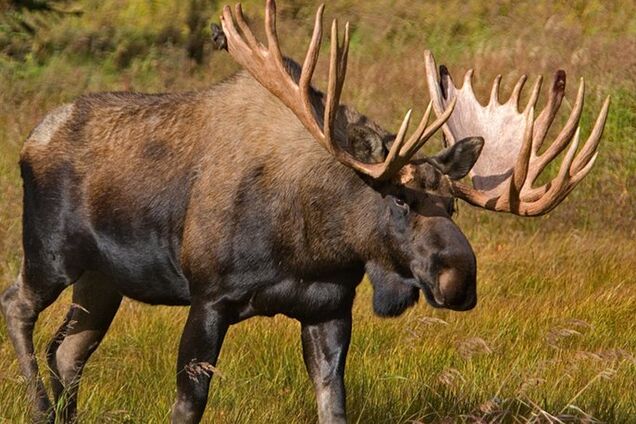 130 тыс. гривен: в Украине ввели рекордный штраф за убийство лося