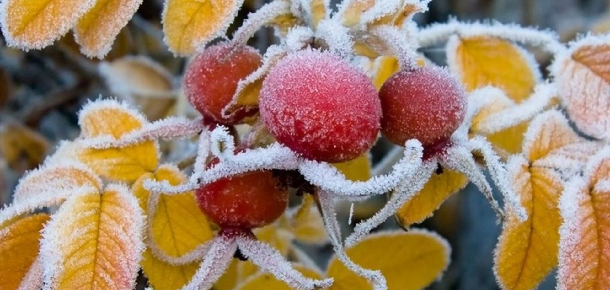 Чекайте на заморозки: синоптики уточнили сніговий прогноз по Україні