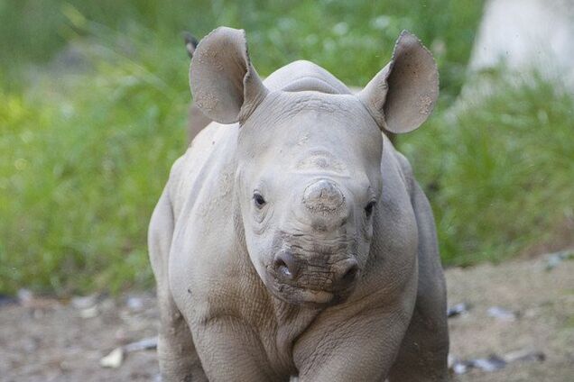 У США носоріг вкусив туриста