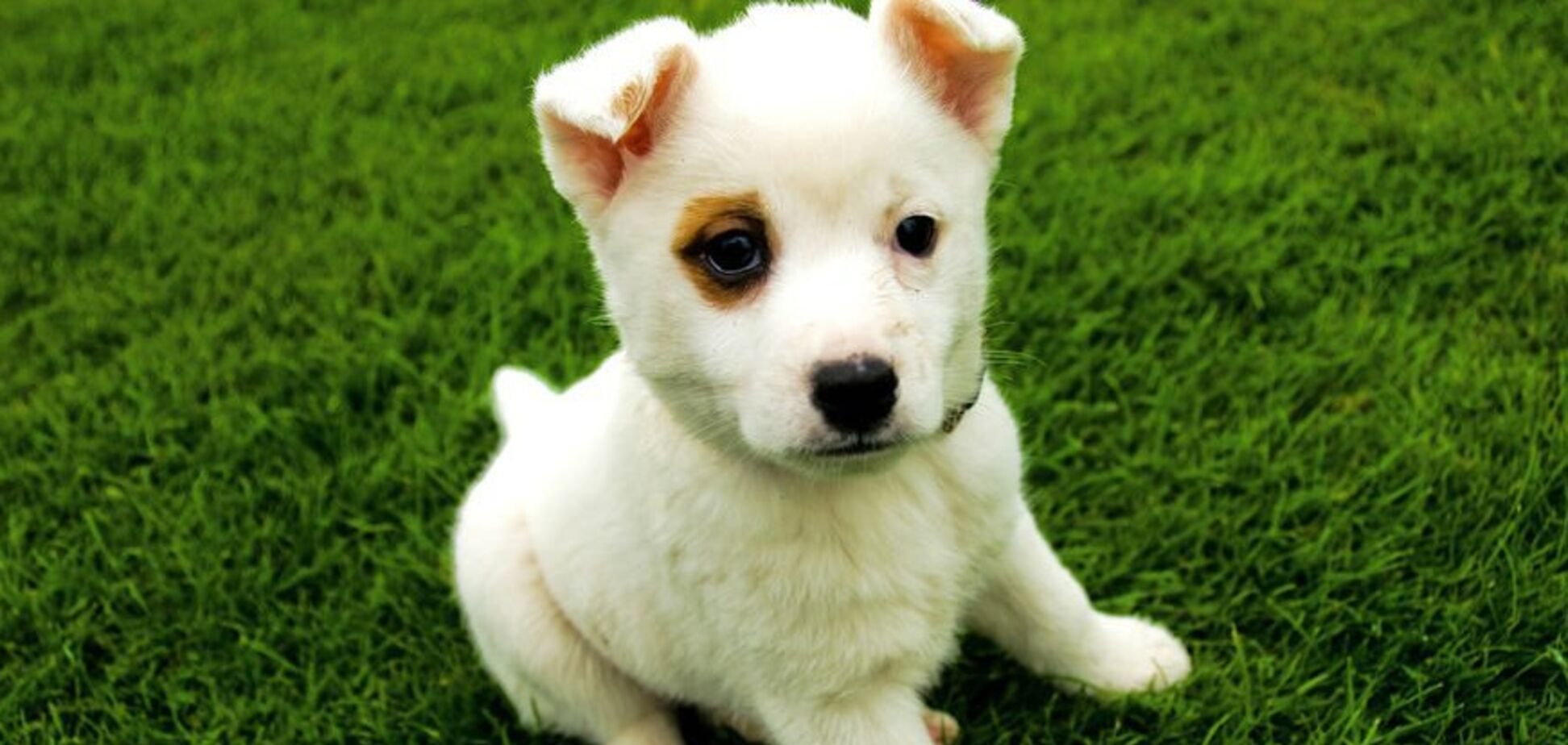 В Украине могут запретить некоторых домашних животных: что известно о скандальном новшестве