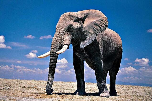 Розлючений слон атакував машину з туристами в ПАР: відео