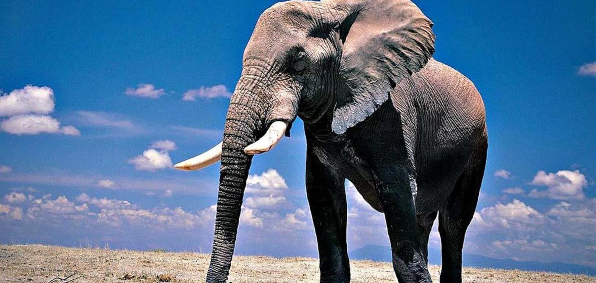 Разъяренный слон атаковал машину с туристами в ЮАР: видео