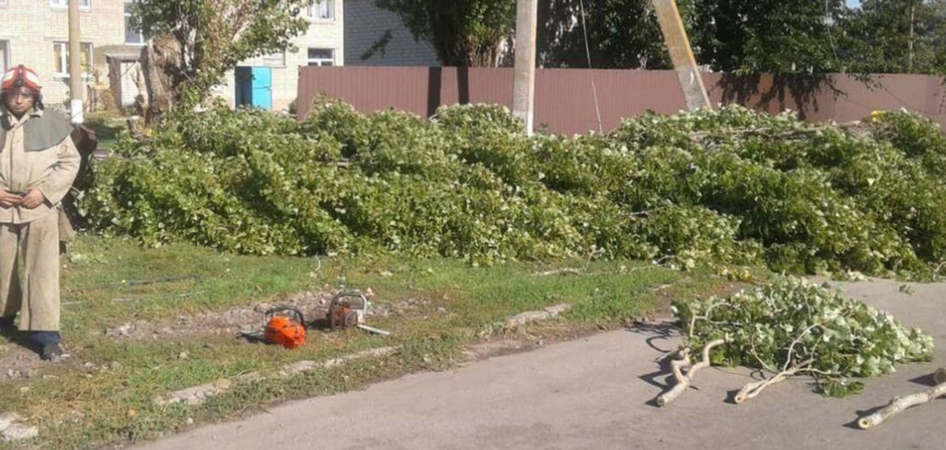 В Запорожской области женщину убило спиленной веткой дерева