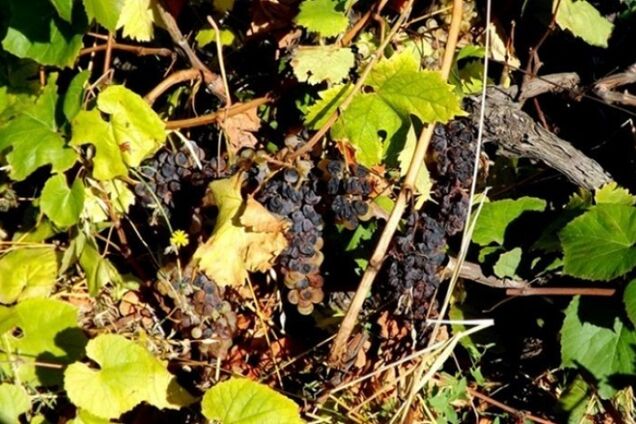 Окупанти у Криму згноїли три чверті виноградників