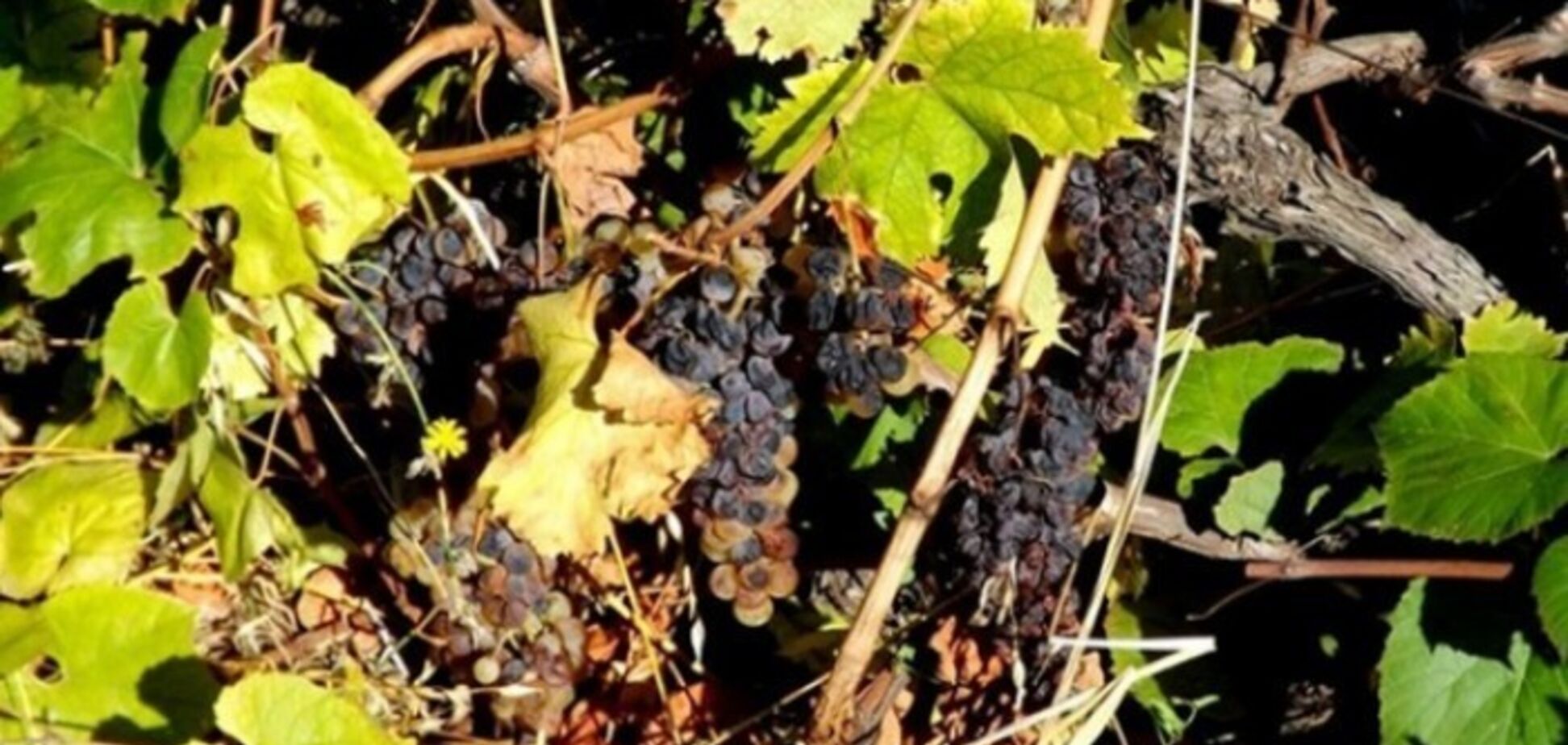 Оккупанты в Крыму сгноили три четверти виноградников