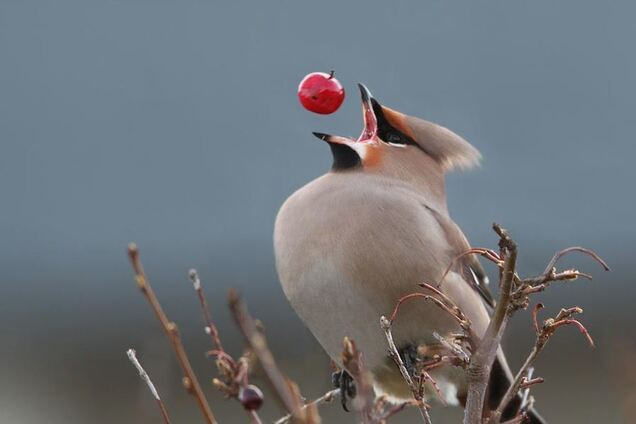 Врезаются и падают: городок в США атаковали странные птицы