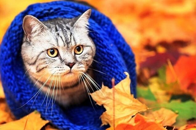 Заморозки наступают: синоптики уточнили прогноз погоды на выходные в Украине