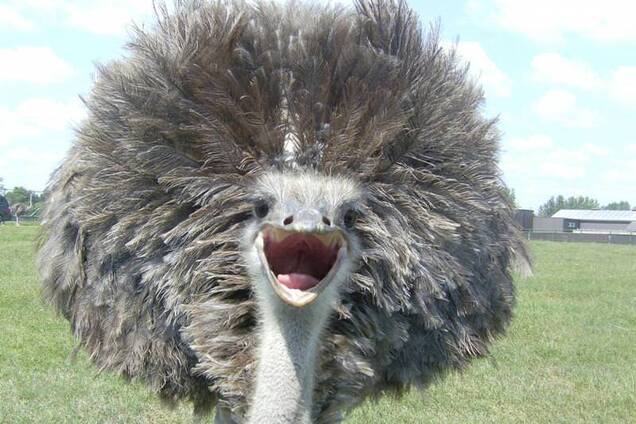 Премия ''Страуса'': явка Путина с повинной, куда пойдет Барна и венгерский ''Захарченко''