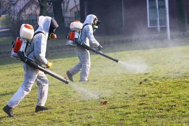 ''Они везде!'' Британию испугало массовое нашествие насекомых