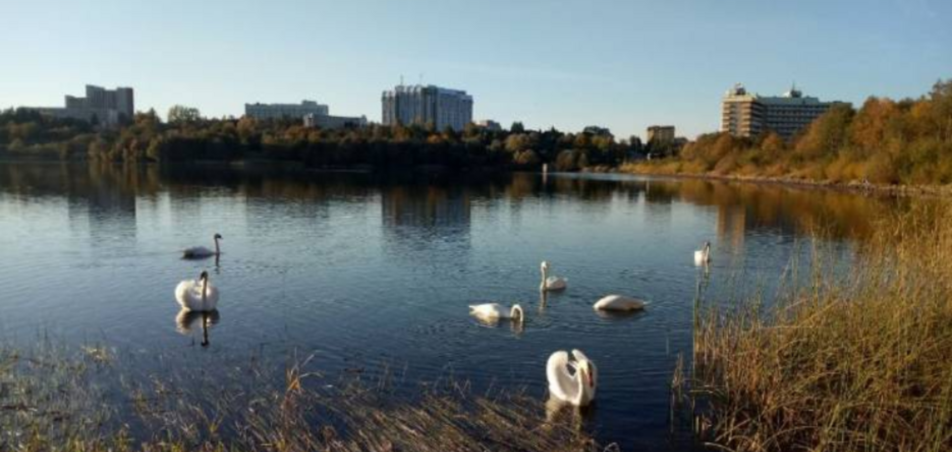 Лебединая стая поселилась на одном из озер под Львовом: видео