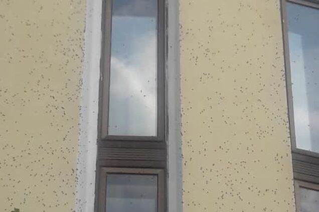 ''Лізуть у всі щілини!'' Жителів Києва атакувала навала страшних комах