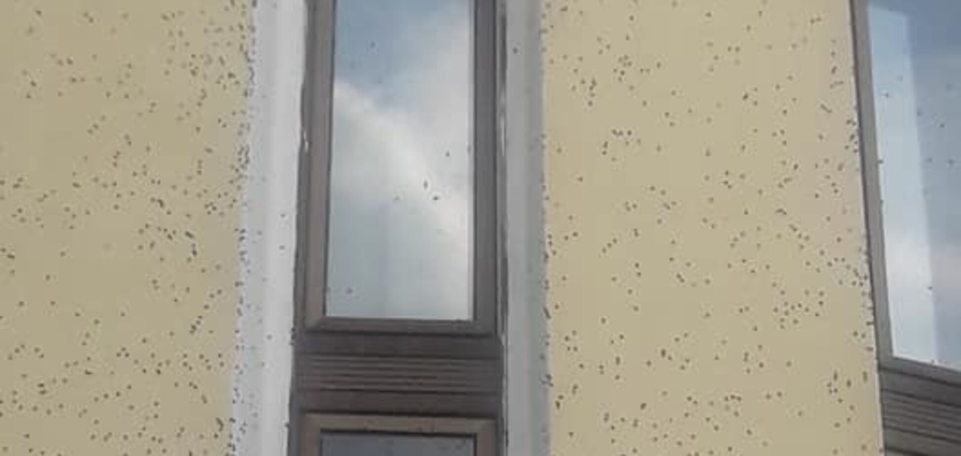 ''Лізуть у всі щілини!'' Жителів Києва атакувала навала страшних комах