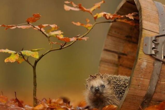 До +23 и туман: синоптики дали теплый прогноз погоды по Украине