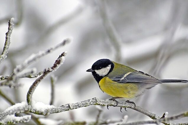Насувається зима: синоптики попередили про похолодання в Україні