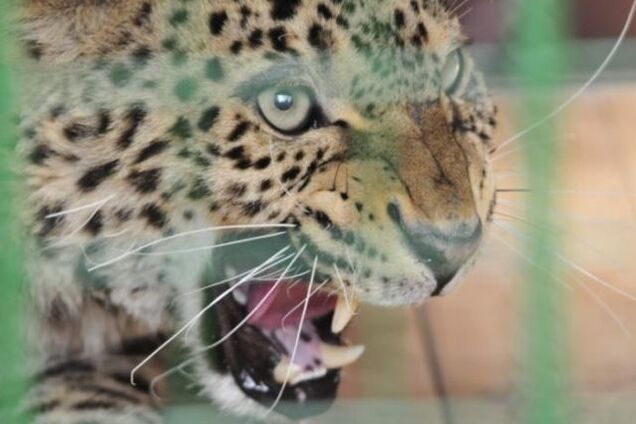 У Москві леопард напав на 4-річну дитину: всі подробиці