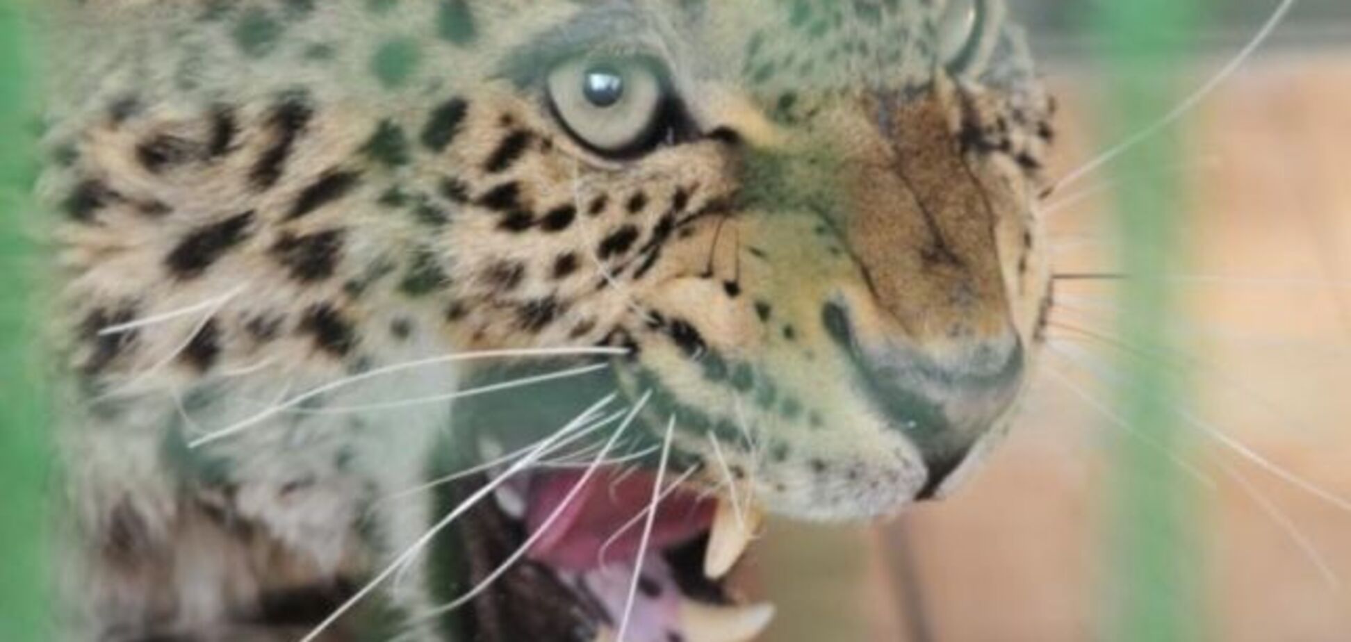 У Москві леопард напав на 4-річну дитину: всі подробиці