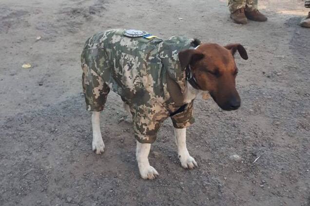 Воины на Донбассе сшили форму фронтовому песику: милое фото