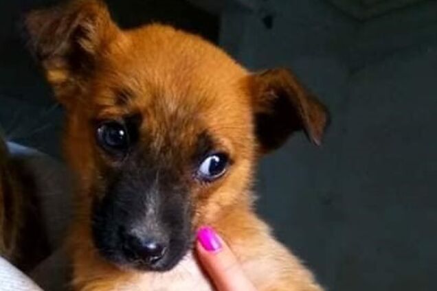 Друг бесплатно: 4 собаки Днепра, которые ищут дом